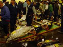 Токио: аукцион тунцов на рынке Цукидзи